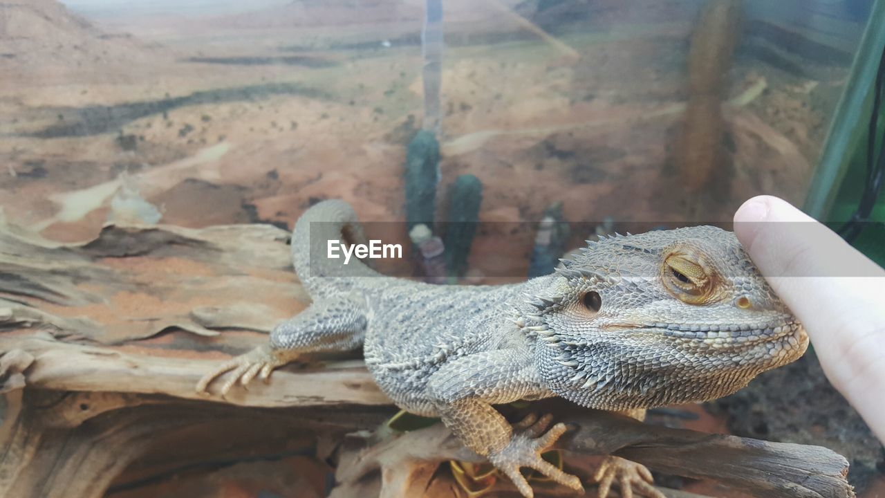 Cropped finger touching bearded dragon in zoo