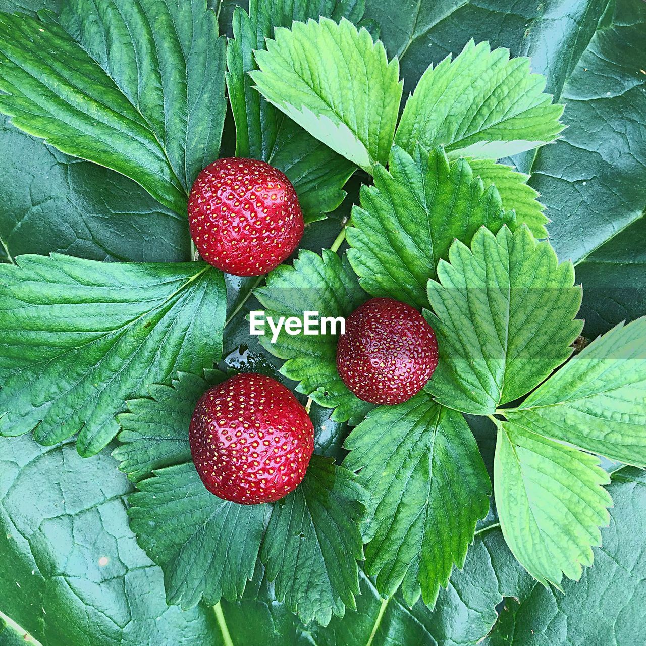 DIRECTLY ABOVE SHOT OF STRAWBERRIES