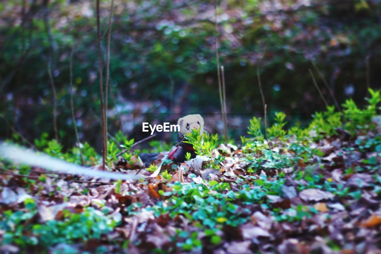 Ferret in a forest