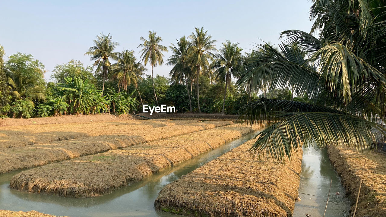 Preparing the area for growing vegetables farm