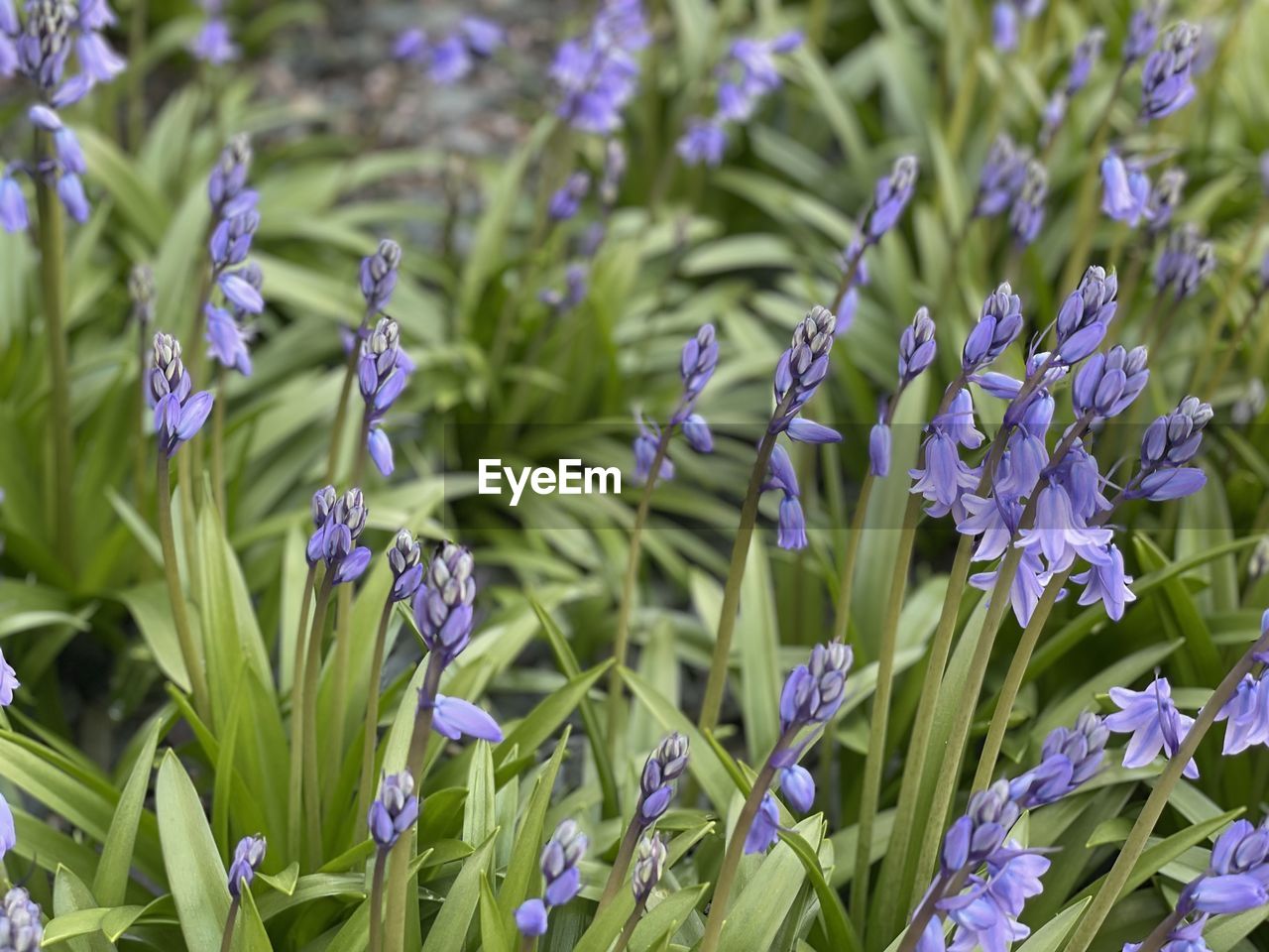 CLOSE UP OF PURPLE FLOWERING PLANTS