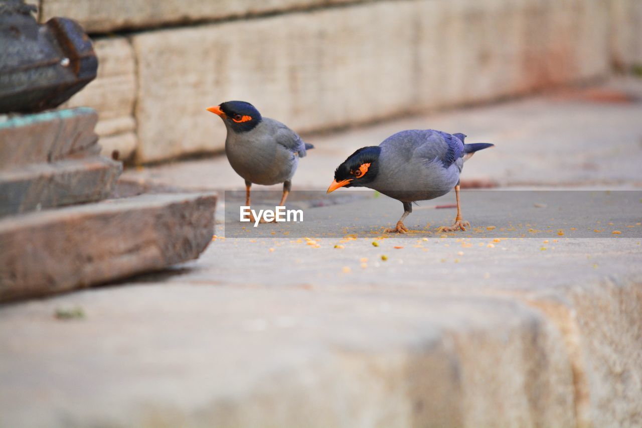 View of birds on wall