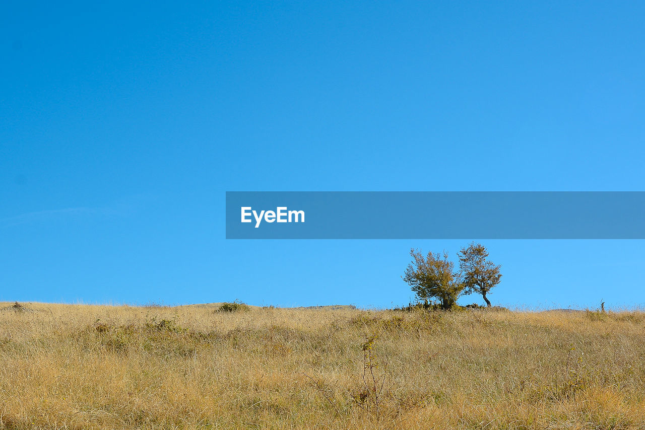 Scenic view of field against clear blue sky