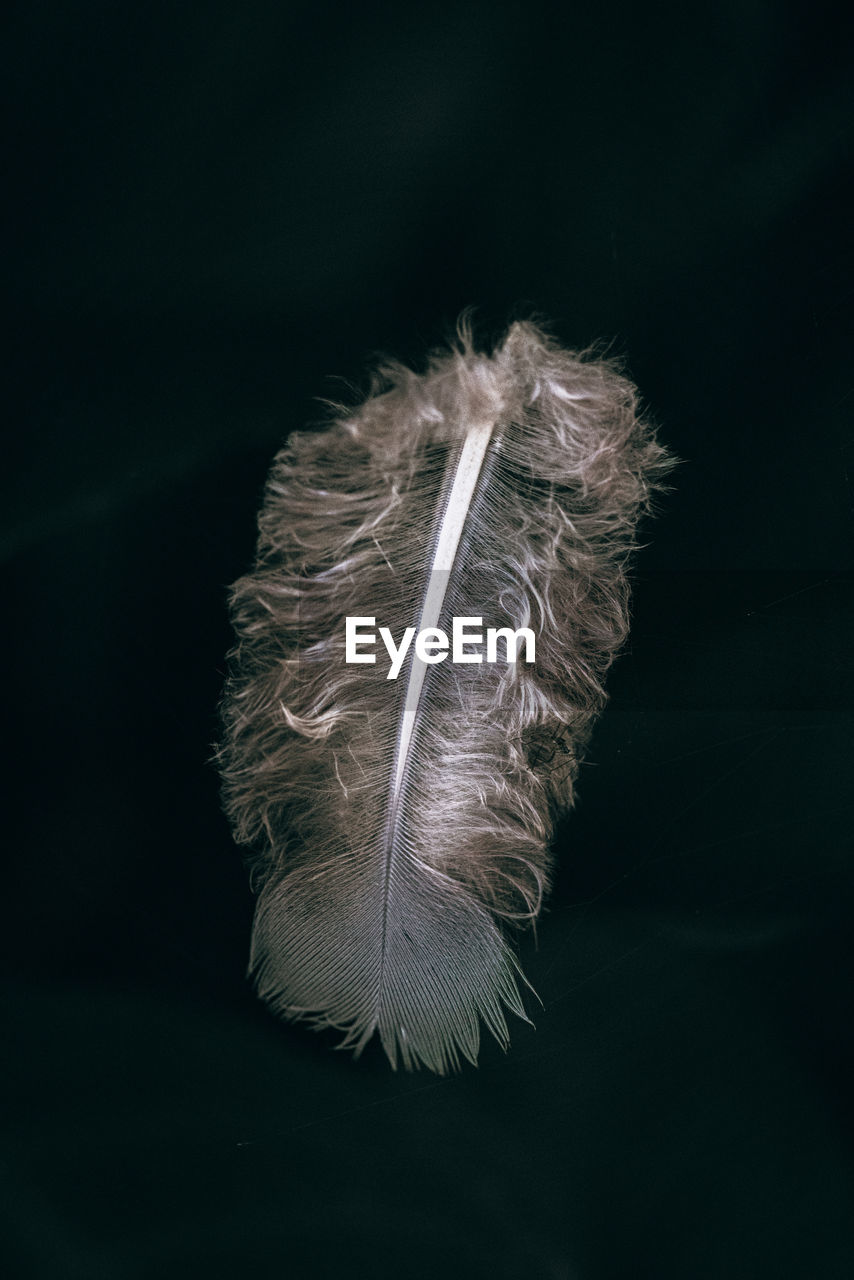 Close-up of feather against black background