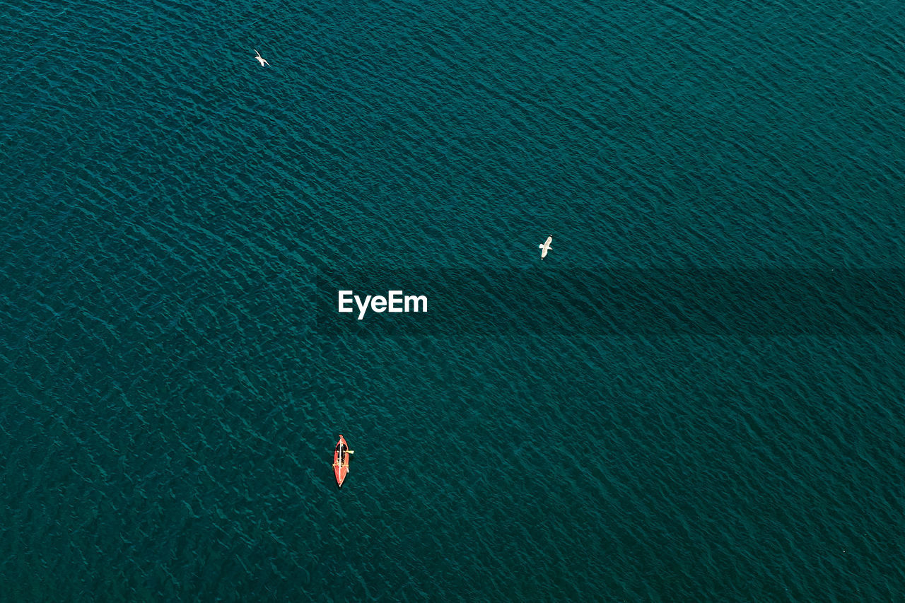 Aerial view of birds flying over sea