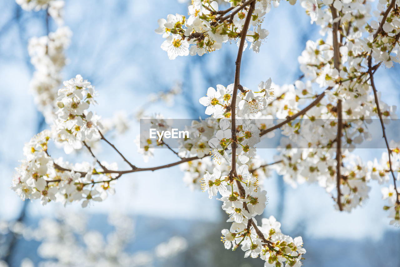 LOW ANGLE VIEW OF CHERRY BLOSSOM