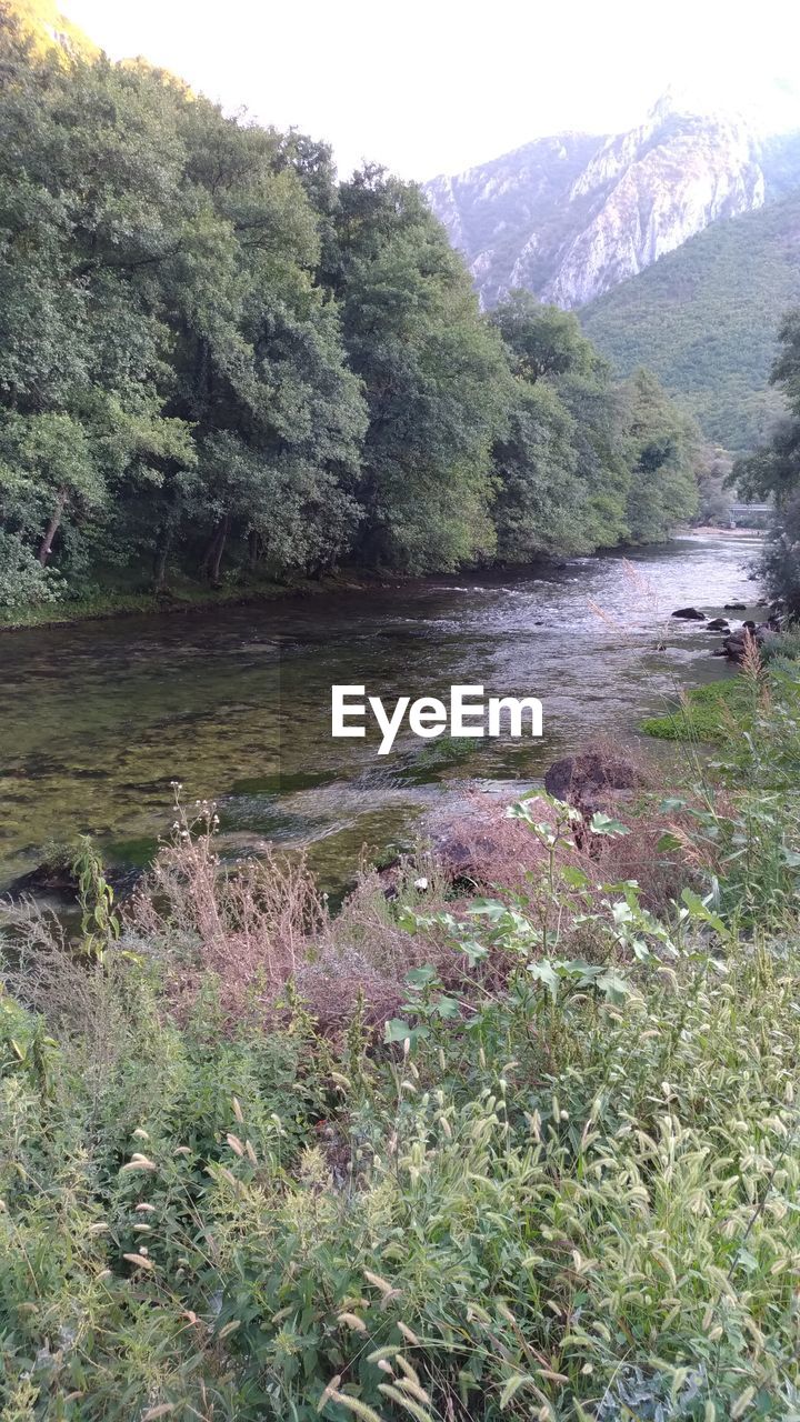 SCENIC VIEW OF RIVER AMIDST TREES AND MOUNTAINS