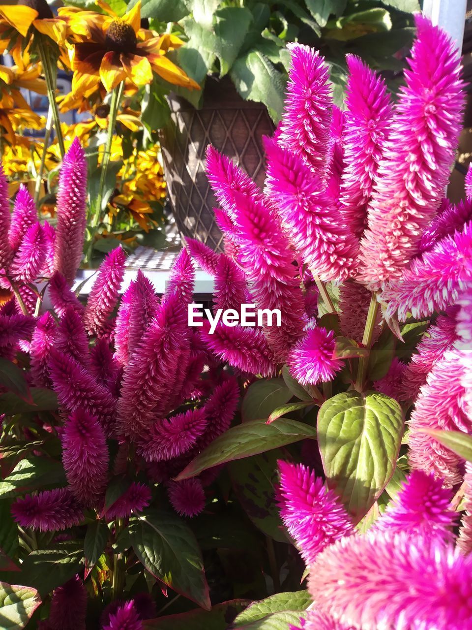 CLOSE-UP OF PURPLE FLOWER BLOOMING OUTDOORS