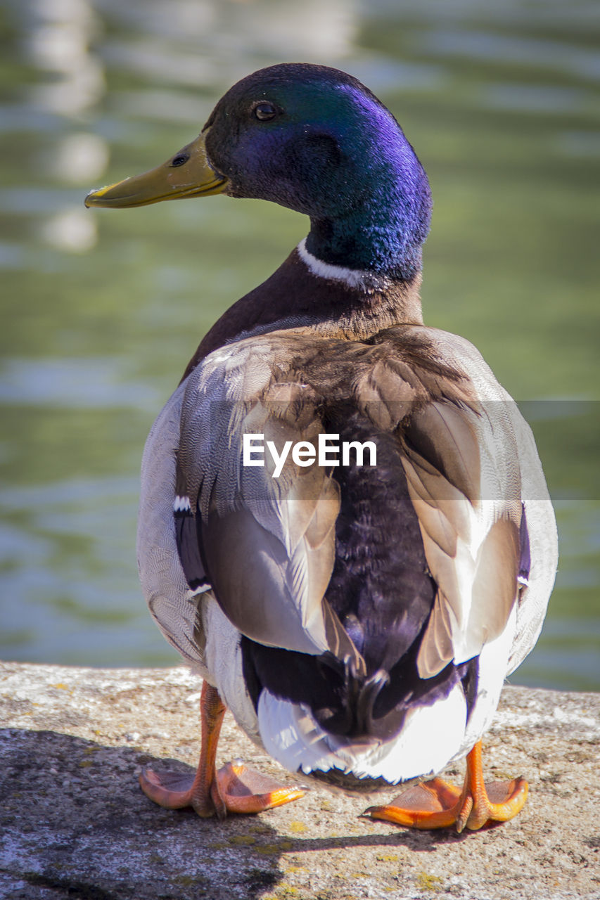 CLOSE-UP OF BIRD