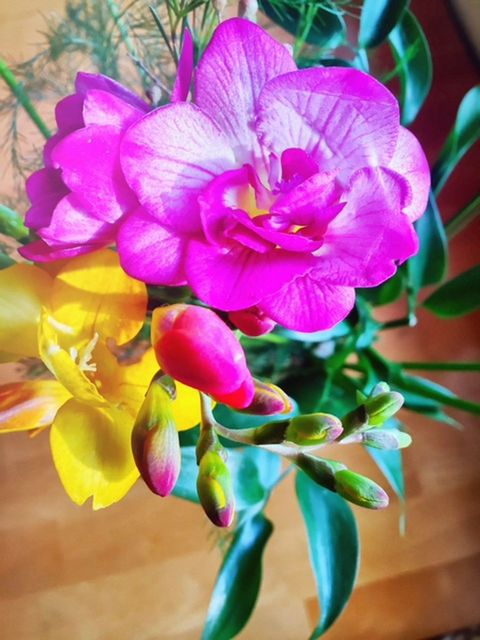 CLOSE-UP OF PINK FLOWERS BLOOMING