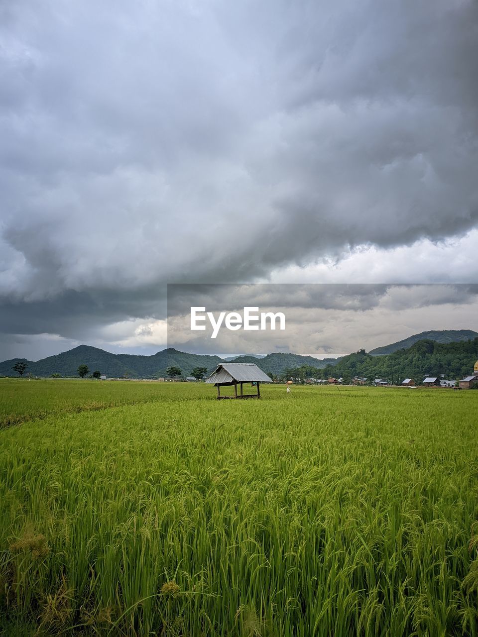 environment, landscape, cloud, land, sky, field, plant, grass, rural scene, grassland, agriculture, nature, scenics - nature, horizon, beauty in nature, plain, green, crop, paddy field, mountain, meadow, growth, prairie, farm, no people, pasture, cereal plant, rural area, tranquility, storm, outdoors, overcast, dramatic sky, food, food and drink, social issues, tranquil scene, environmental conservation, day, storm cloud, non-urban scene, mountain range, tree, cloudscape, architecture