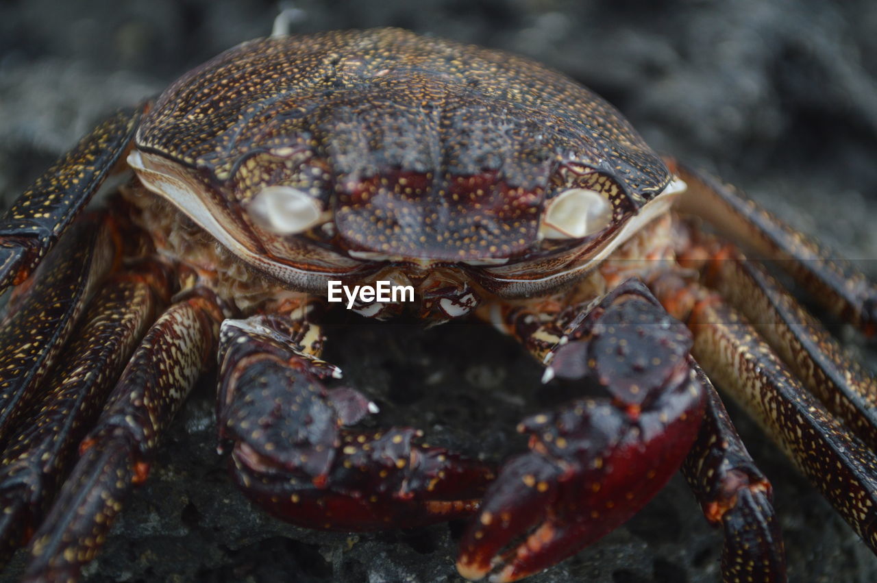 CLOSE-UP VIEW OF CRAB