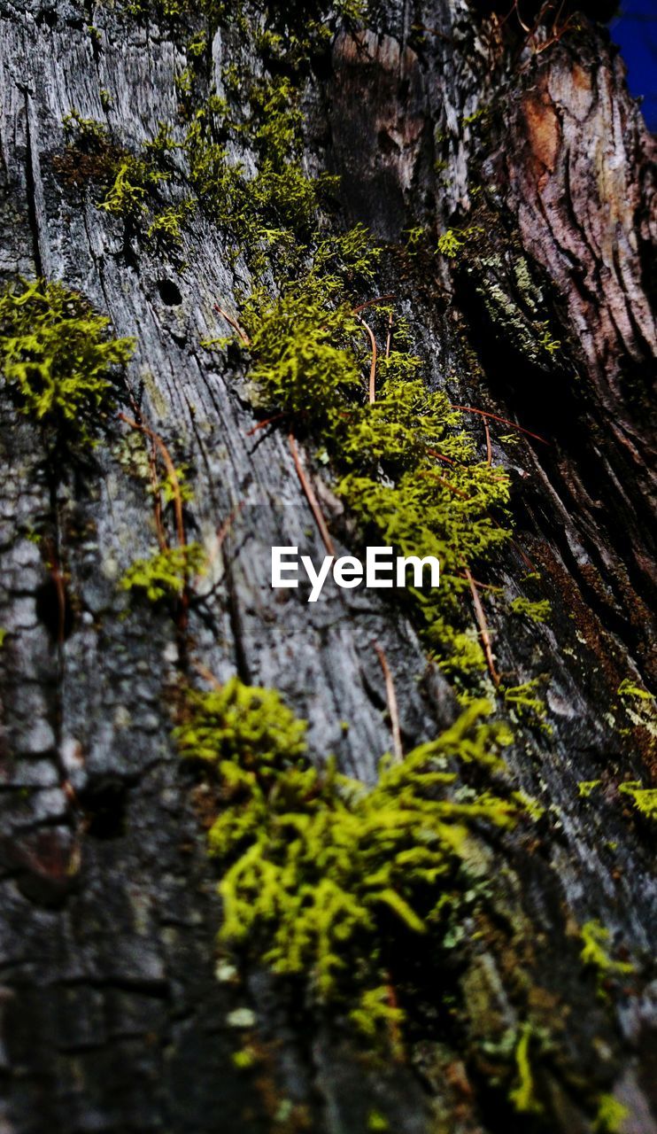 CLOSE-UP LOW ANGLE VIEW OF TREE