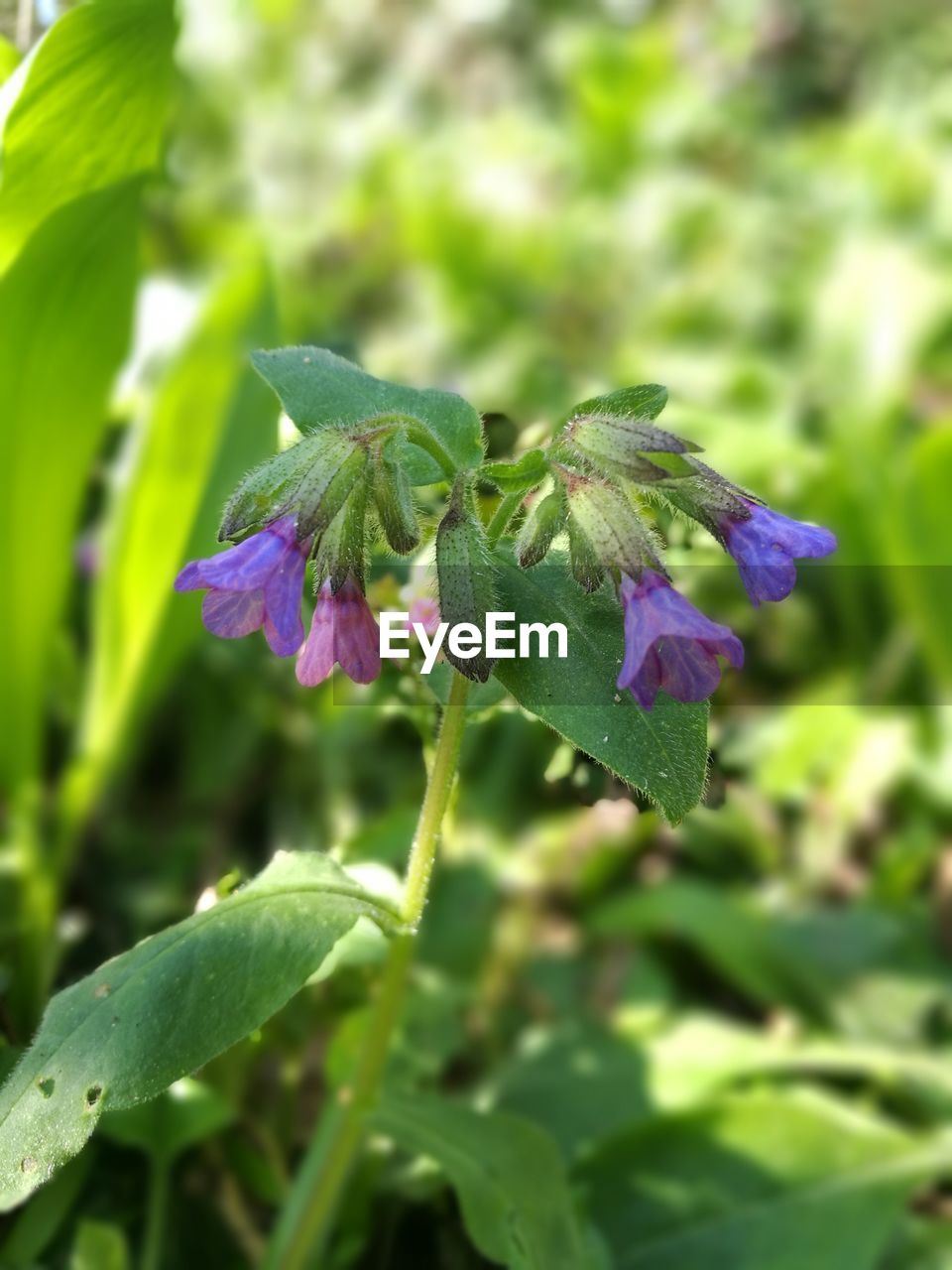 CLOSE-UP OF HONEY BEE ON PLANT