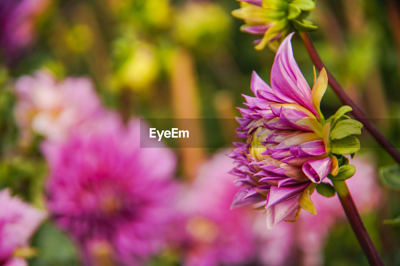 CLOSE-UP OF PINK FLOWERS