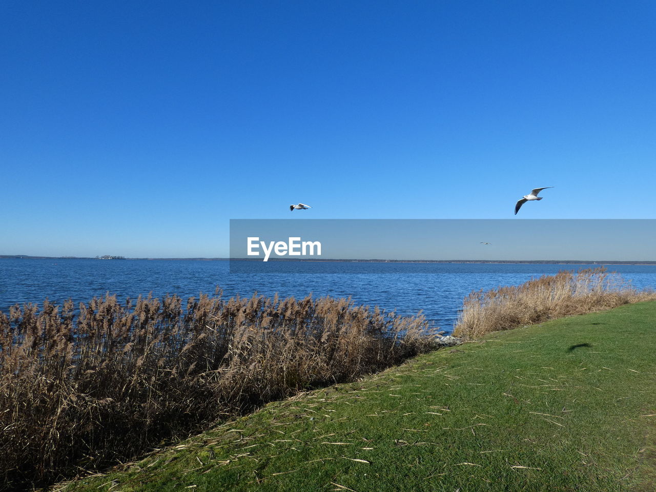 VIEW OF BIRDS FLYING OVER SEA