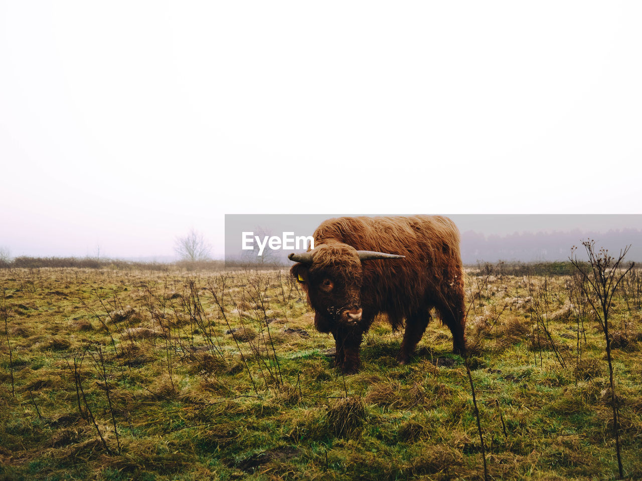 Highland cattle standing on field against clear sky