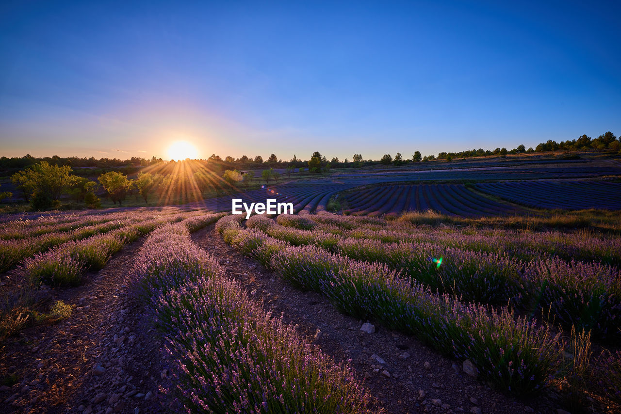 landscape, field, environment, sky, plant, land, purple, agriculture, nature, rural scene, flower, beauty in nature, sunset, scenics - nature, flowering plant, lavender, in a row, growth, sun, blue, crop, tranquility, farm, freshness, multi colored, sunlight, horizon, tranquil scene, idyllic, food and drink, summer, no people, rural area, dusk, food, abundance, twilight, clear sky, horizon over land, outdoors, tree, cloud, sunbeam, non-urban scene, travel, perfume, sunny, social issues, hill, evening, vibrant color, springtime, therapy, plain, romantic sky, grassland, prairie, igniting