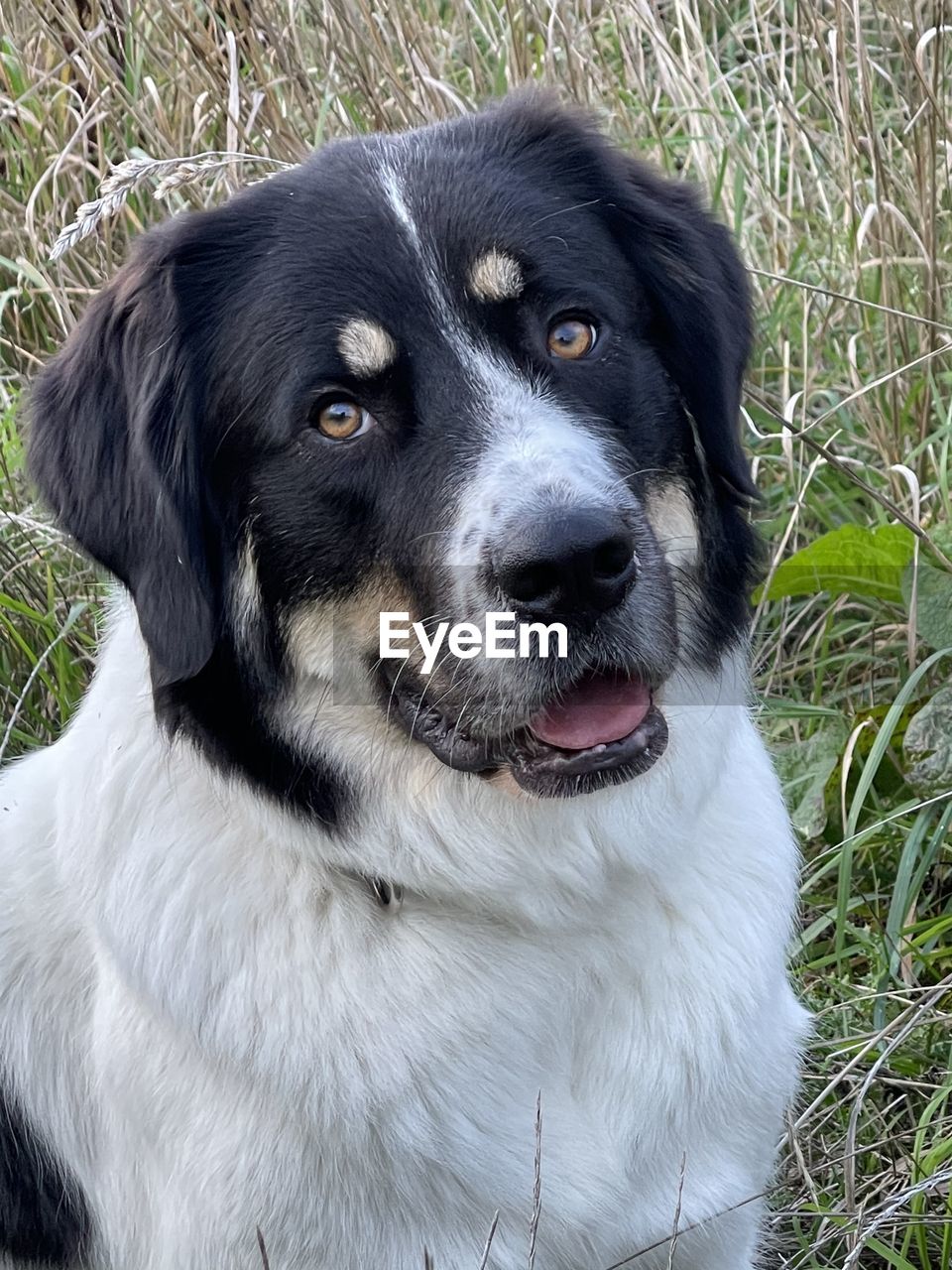 animal themes, animal, one animal, mammal, pet, domestic animals, dog, canine, grass, puppy, no people, plant, animal body part, high angle view, portrait, black, relaxation, animal head, close-up, day, field, nature, lying down, land