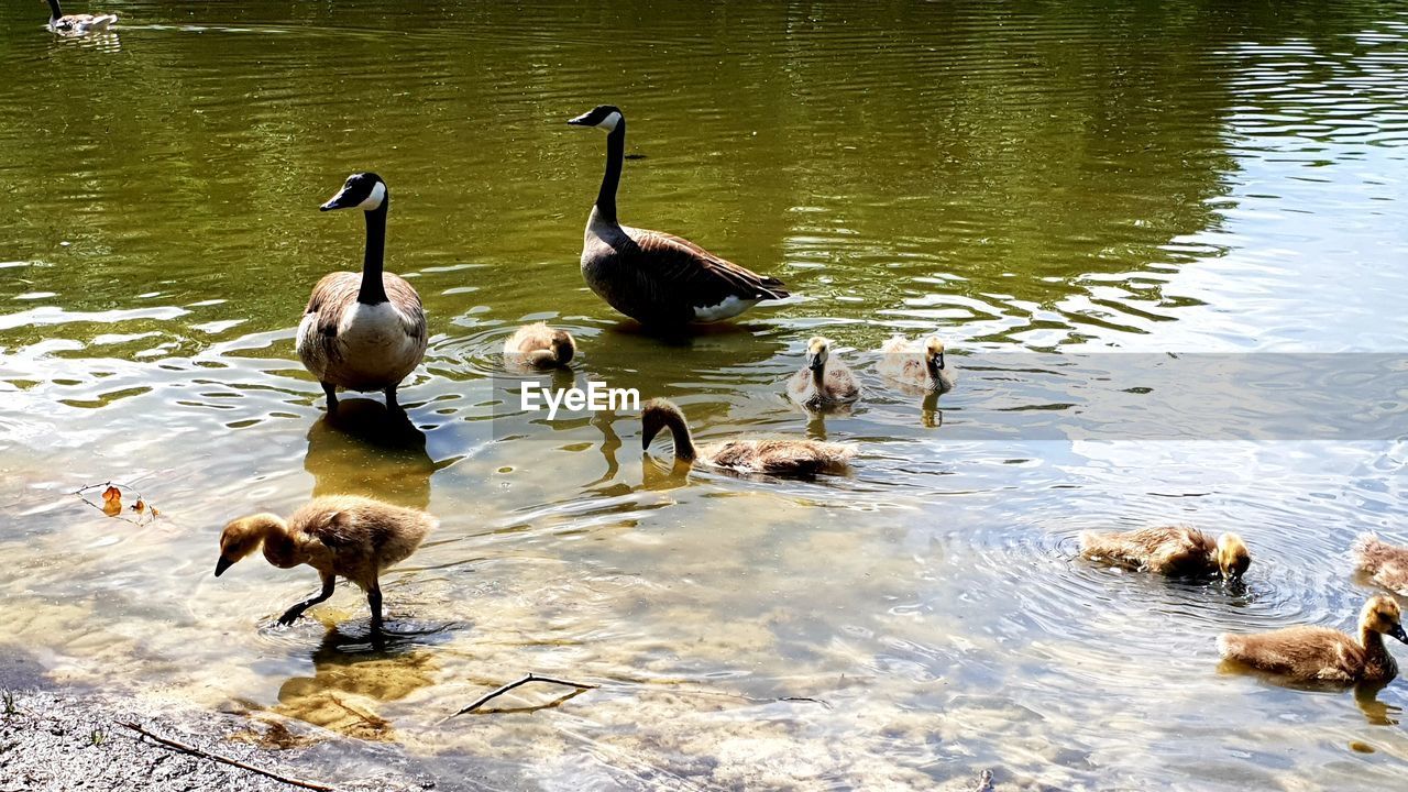 DUCKS SWIMMING IN LAKE