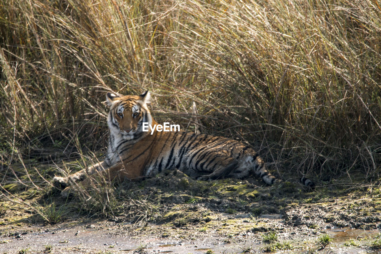 PORTRAIT OF GIRAFFE ON FIELD