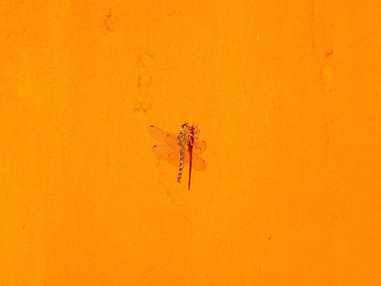 High angle view of dragonfly on orange wall