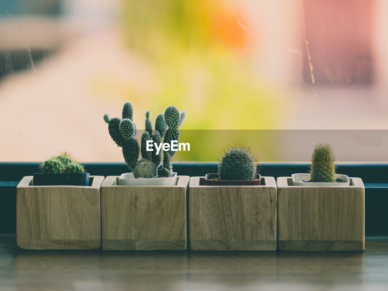 CLOSE-UP OF CACTUS ON TABLE