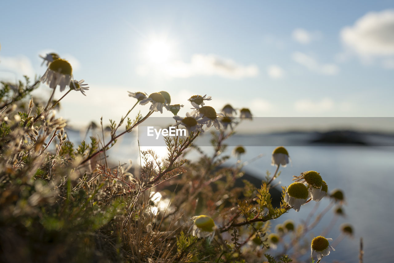 Close-up of flowering plant against sky with the ocean in the background