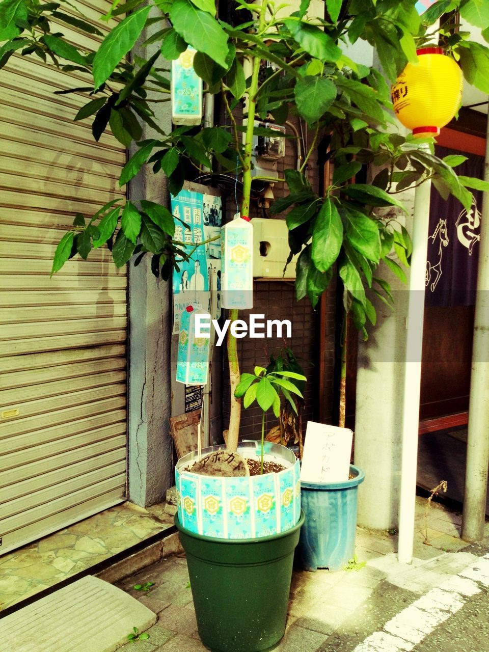 POTTED PLANTS IN BACKYARD