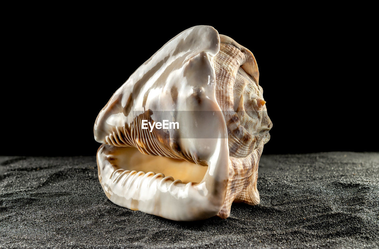 conch, shell, black background, studio shot, animal, close-up, no people, indoors, animal wildlife, animal themes, seashell, sea, nature, single object, macro photography, one animal, sand, wildlife