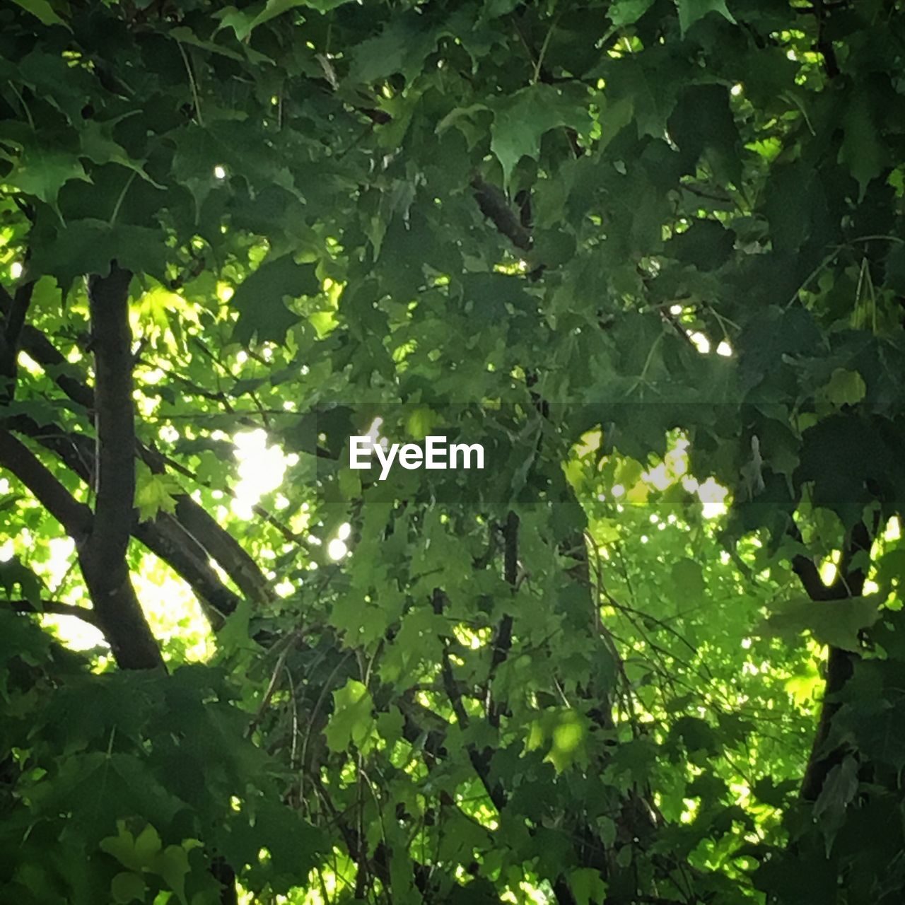 LOW ANGLE VIEW OF TREES