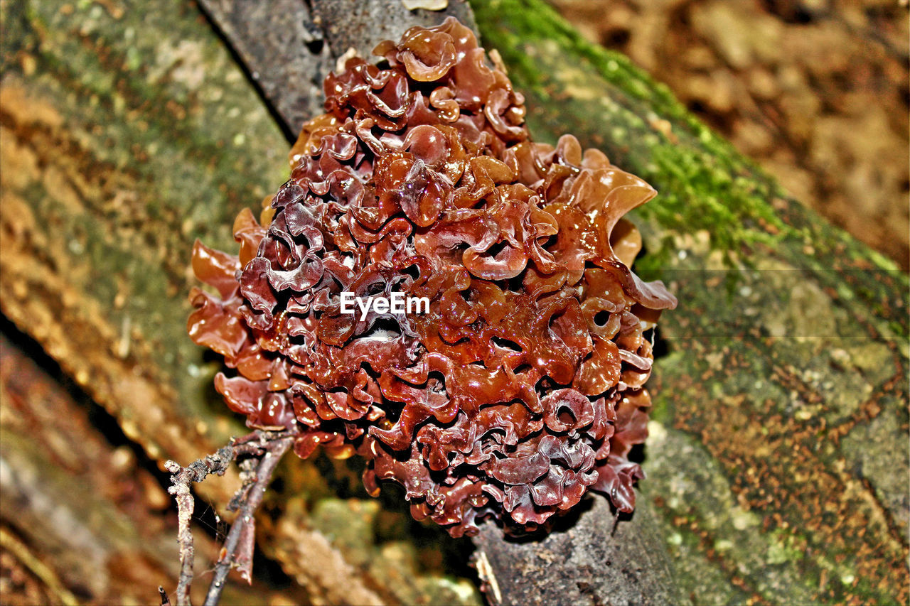 CLOSE-UP OF LEAF