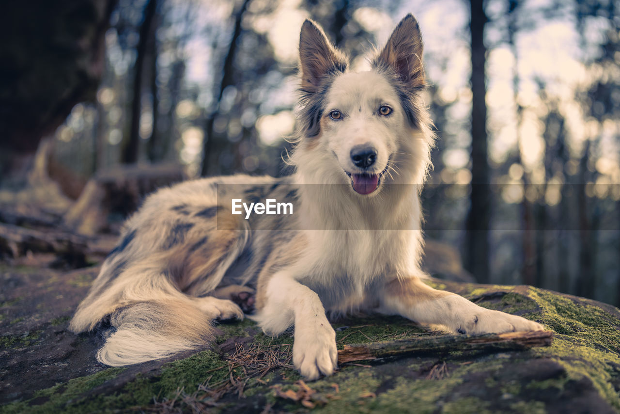 pet, animal themes, animal, mammal, one animal, dog, canine, domestic animals, tree, portrait, nature, plant, forest, land, no people, facial expression, looking at camera, relaxation, animal hair, outdoors, animal body part, purebred dog, cute, lying down, sitting, german shepherd, tree trunk, woodland