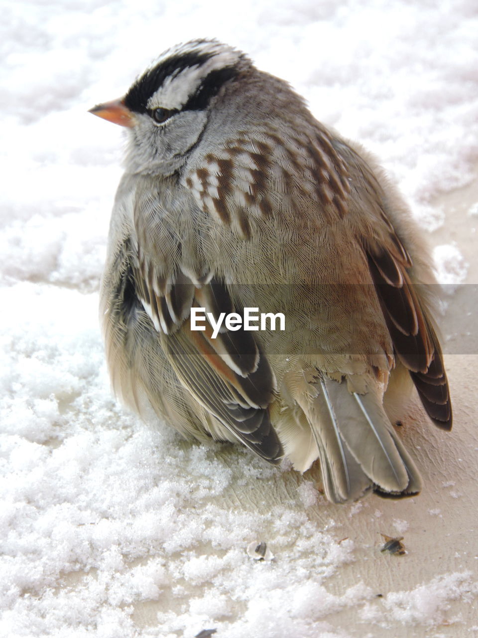 CLOSE-UP OF BIRD IN SNOW