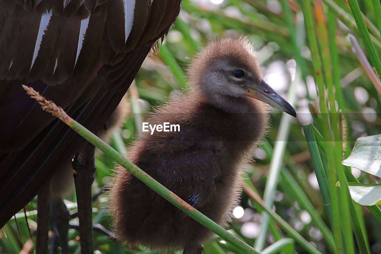 CLOSE-UP OF A DUCK