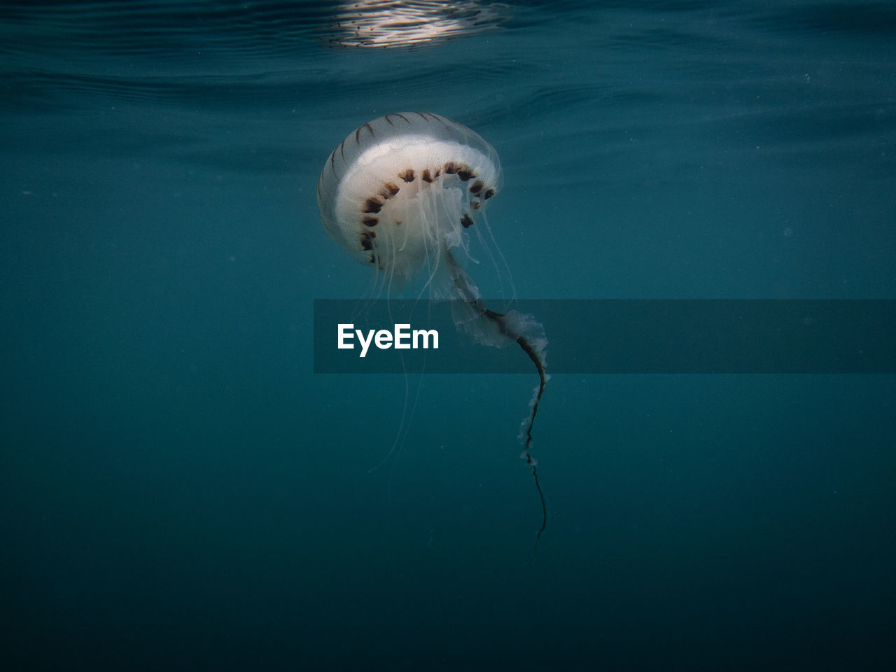 CLOSE-UP OF JELLYFISH SWIMMING