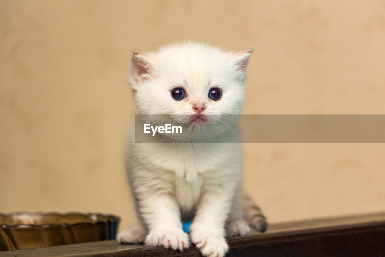 White kitten of british breed with blue