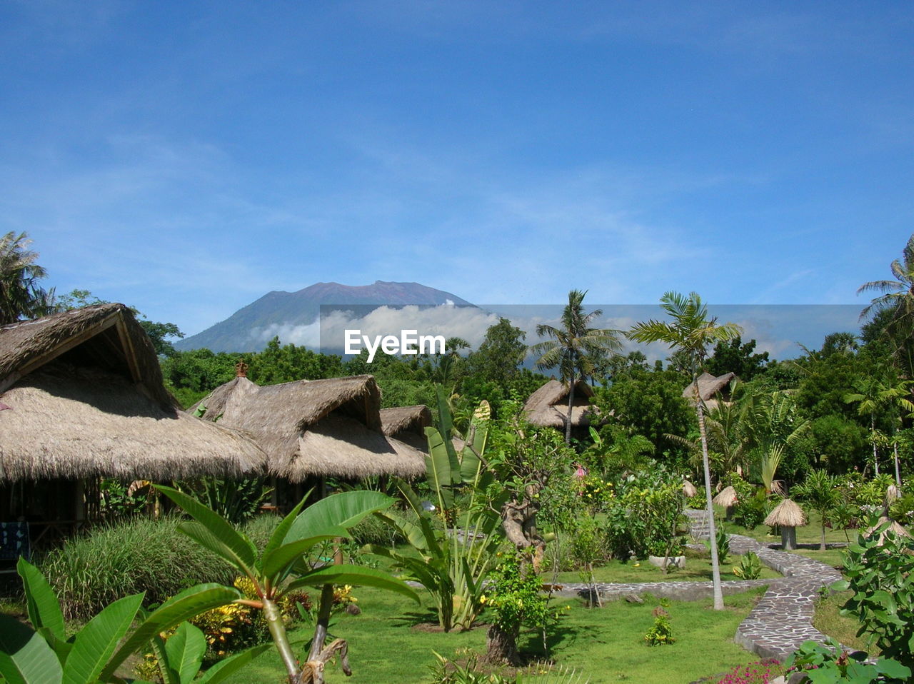 Tropical landscape