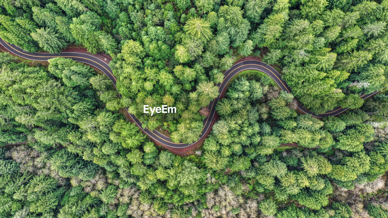 DIRECTLY ABOVE SHOT OF PLANTS GROWING ON ROAD