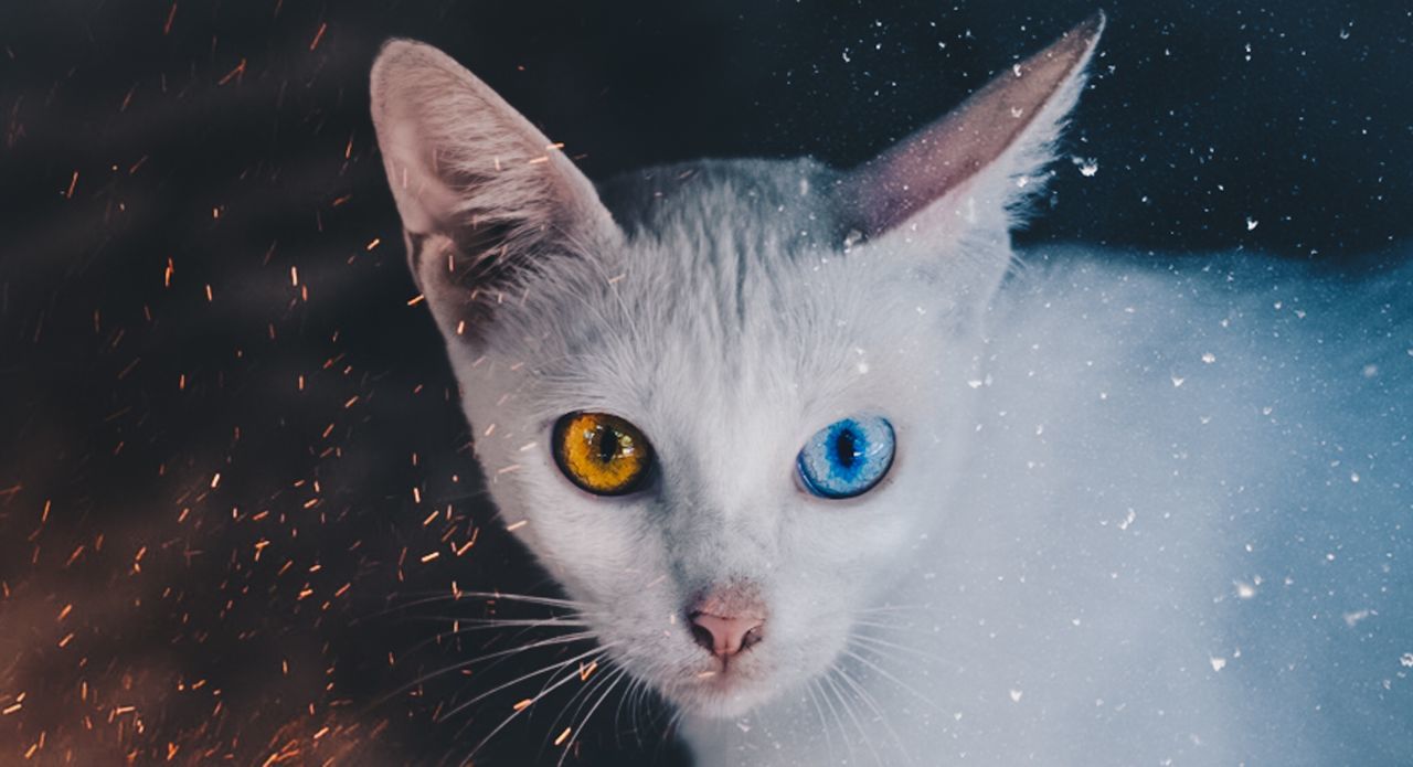 Close-up portrait of cat during snowfall