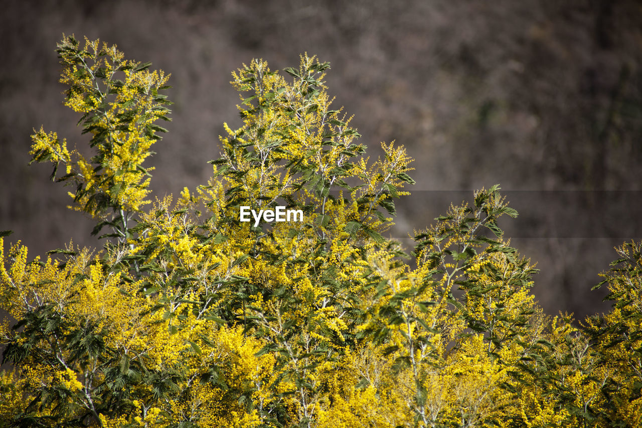 CLOSE-UP OF YELLOW FLOWERING PLANT