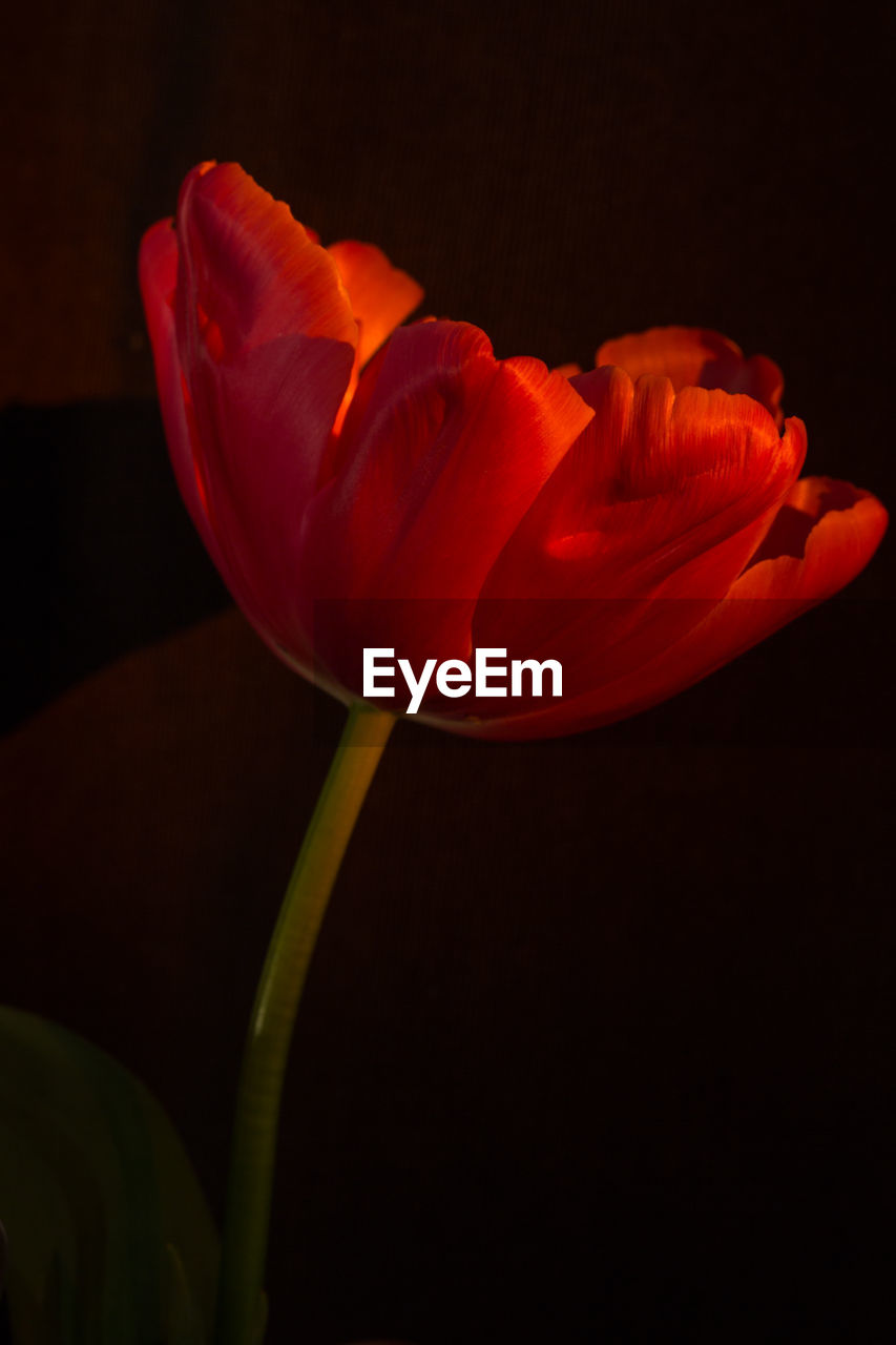 CLOSE-UP OF RED FLOWER