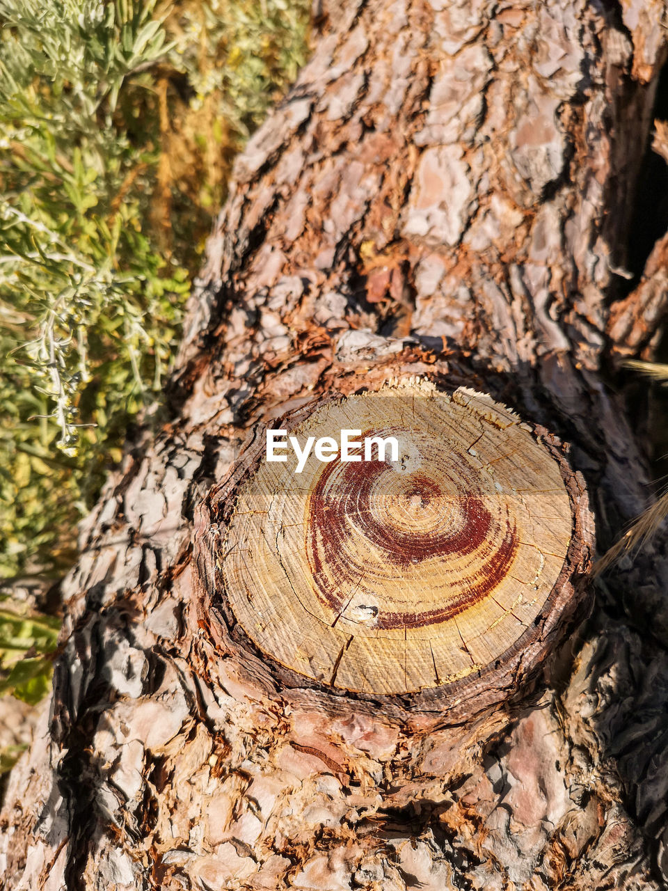 Close-up of tree stump