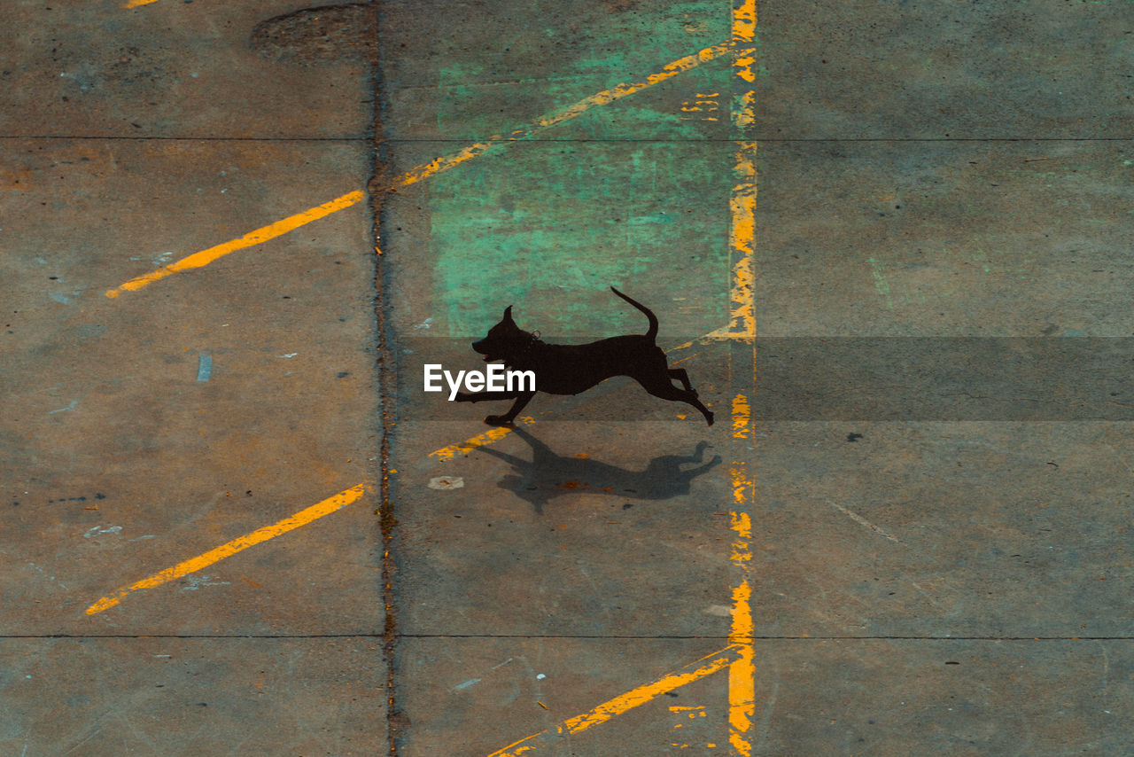 High angle view of dog running on street