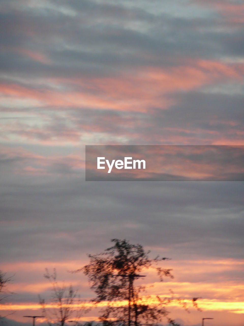 LOW ANGLE VIEW OF TREE AGAINST SKY