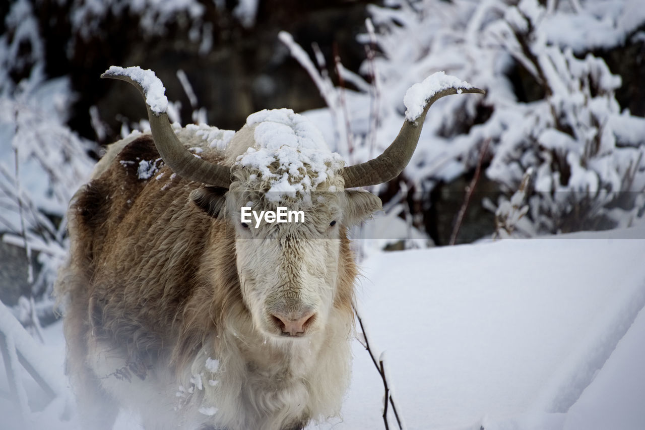 A yak in the himalayan mountains