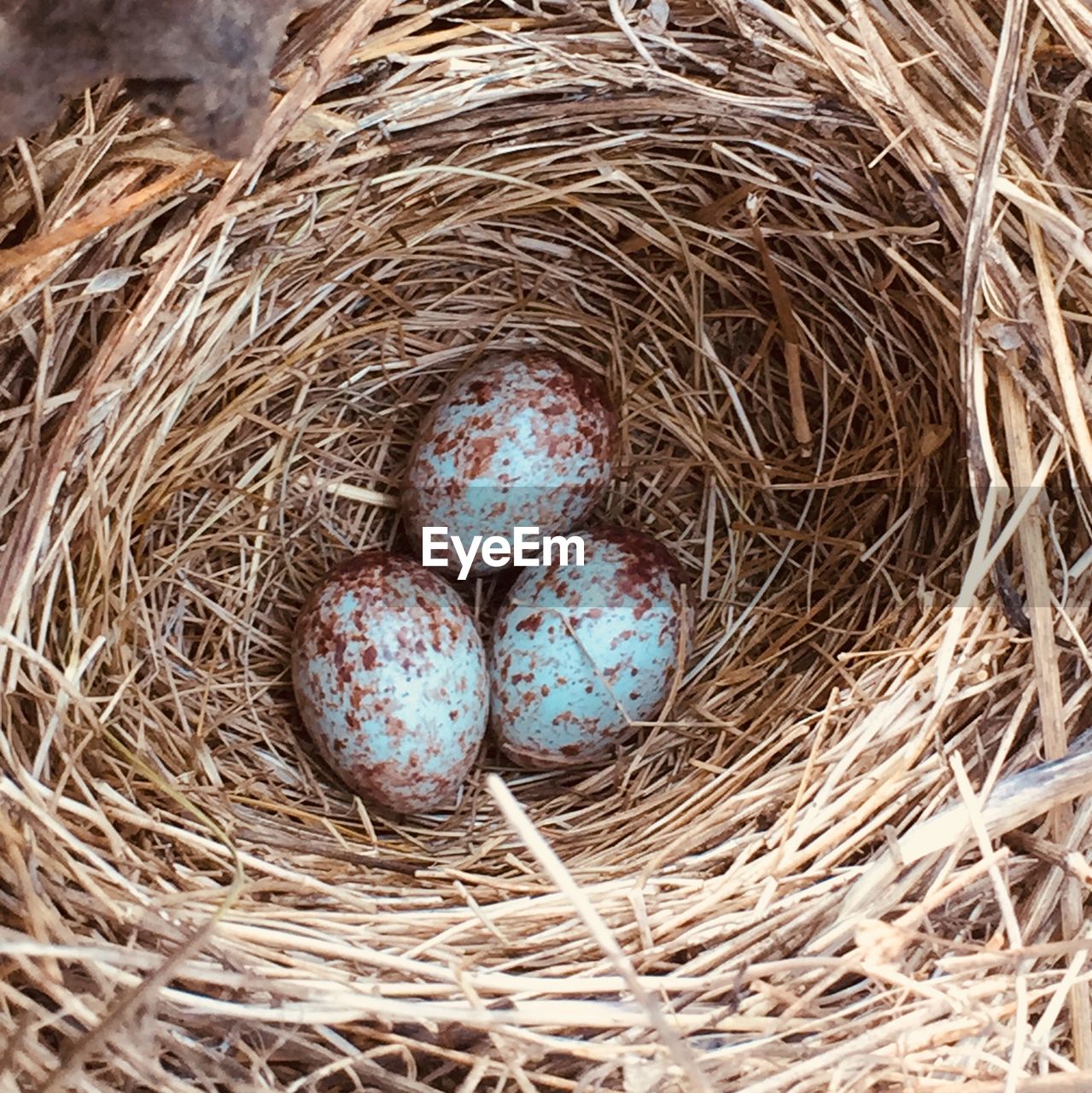 High angle view of eggs in nest