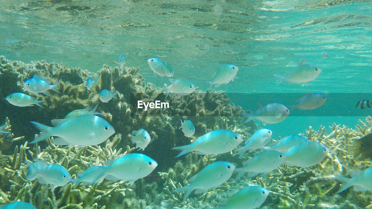 UNDERWATER VIEW OF FISH SWIMMING IN SEA