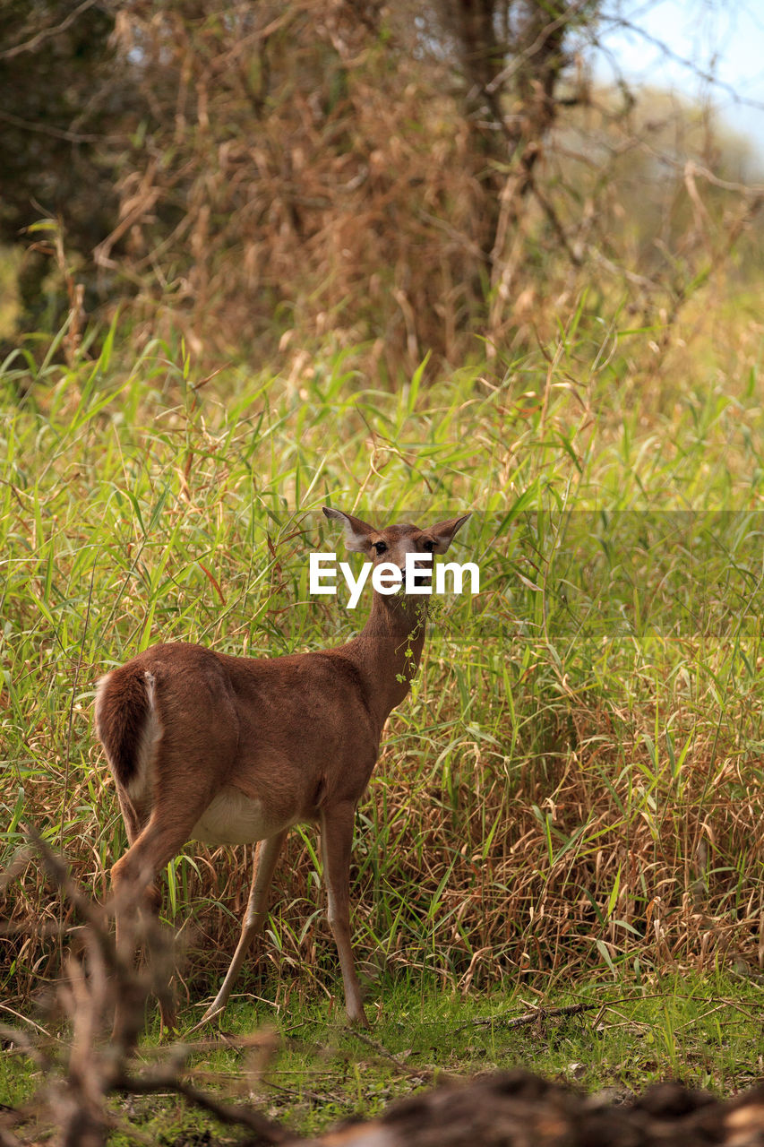 White-tailed deer odocoileus virginianus forages for clover in the wetland