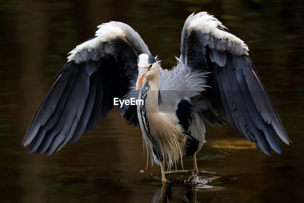 Bird flying over lake grey heron 